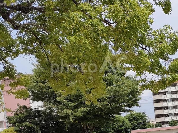 青々とした新緑 風景,公園,光景の写真素材