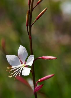 ガウラ ふれあいの森1 ガウラ ふれあいの森1 ガウラ,ヤマモモソウ,山桃草の写真素材