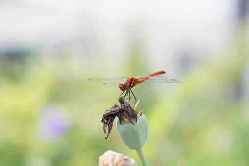 花にとまる赤とんぼ 花にとまる赤とんぼの写真