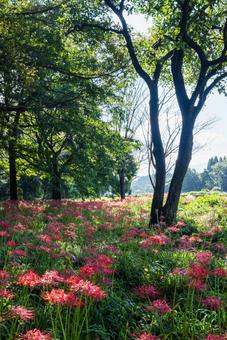 大分県　七ツ森古墳群の彼岸花の写真