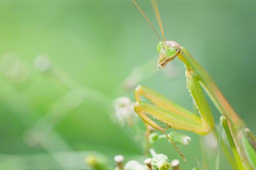 カマキリ カマキリの写真