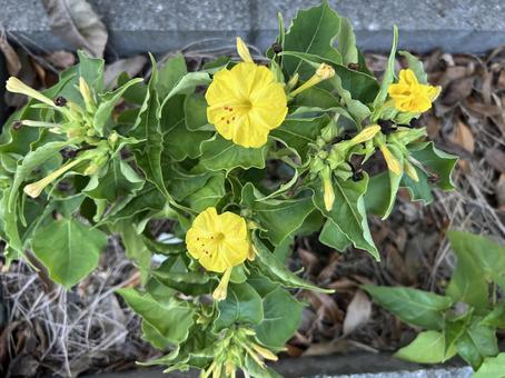 黄色いオシロイバナの写真