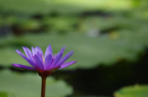Water lily flower, JPG