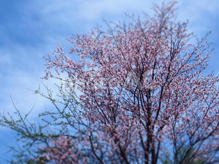 遅咲きの桜 桜,木,青空の写真素材