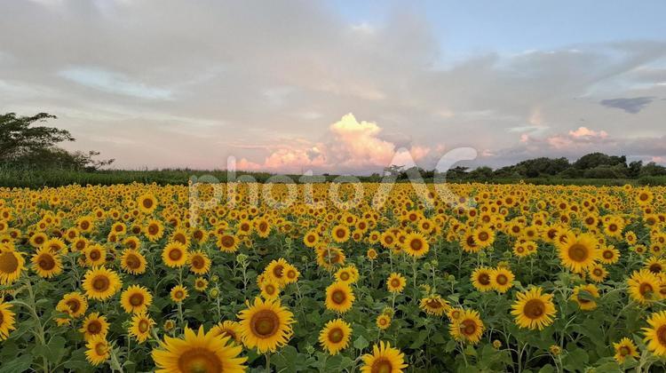 早朝のひまわり畑 ひまわり,ひまわり畑,向日葵の写真素材