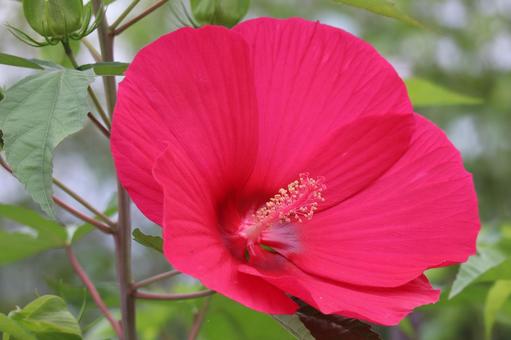 赤い花びらのタイタンビカスの花のアップ 赤い花びらのタイタンビカスの花のアップの写真