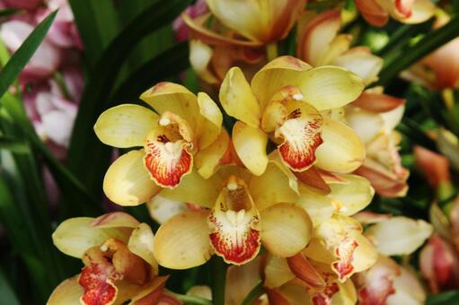 シンビジウム・ラン　マクロ 美しい,鮮やか,冬の写真素材