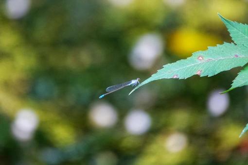 イトトンボの季節 イトトンボの季節 動物,生き物,昆虫の写真素材