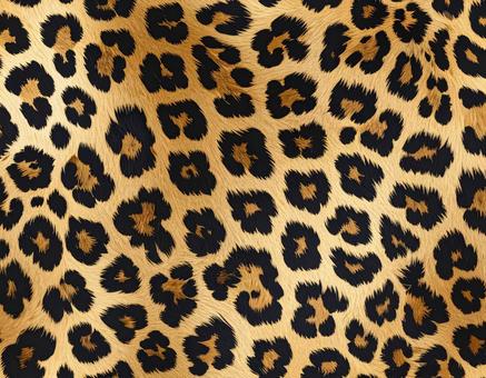 ヒョウの毛皮模様拡大の写真