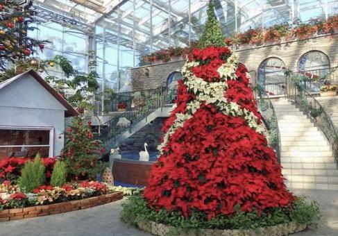 ポインセチアのツリー ポインセチアのツリーの写真