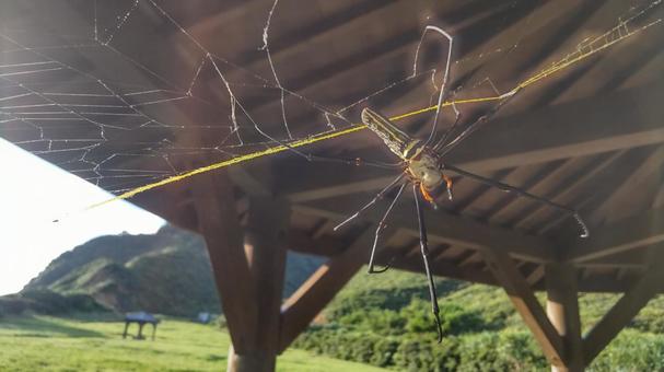 大きなサイズのジョロウグモの写真