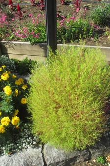 コキア コキア,マリーゴールド,花壇の写真素材