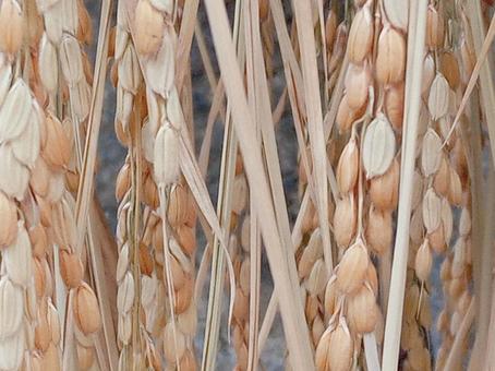 稲架掛けしてる稲の写真