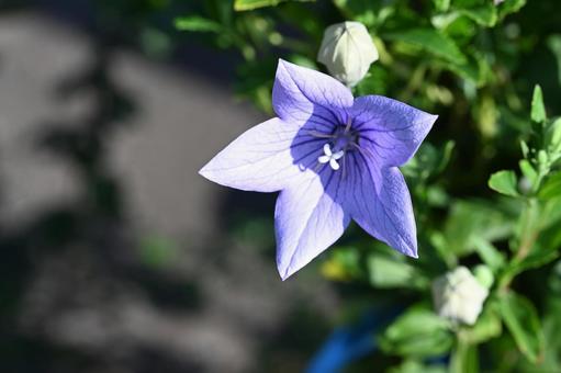 近所の庭に咲いた桔梗の花 近所の庭に咲いた桔梗の花の写真