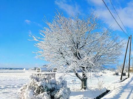 雪景色(樹氷) 雪景色(樹氷)の写真
