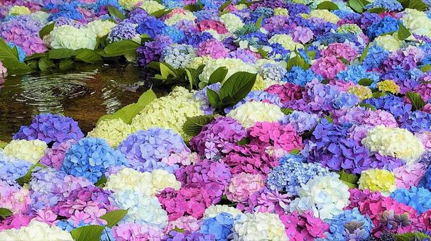 Hanate Water House Hydrangea 001 Hanate Water House Hydrangea 001