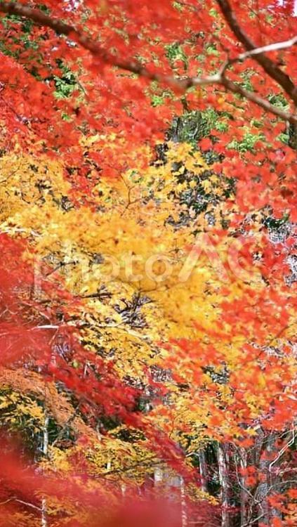 秋の風景 モミジ,秋,もみじの写真素材