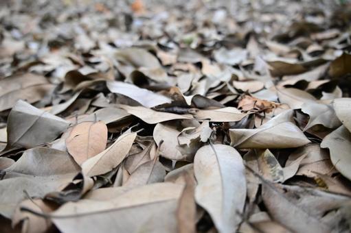 秋の始まり、落ち葉の絨毯 秋の始まり、落ち葉の絨毯 落ち葉,秋,風景の写真素材