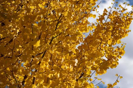 イチョウの写真