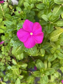 マゼンタのきらめき 植物,マゼンダ,ニチニチソウの写真素材