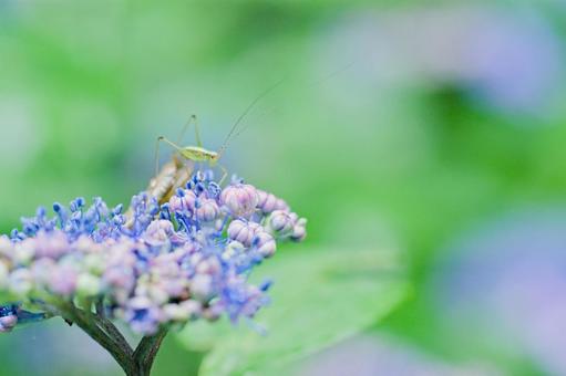 Hydrangea and grasshopper, JPG