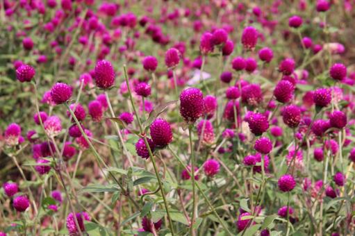 Photo, thousands of red, it's beautiful, a flower, 