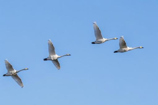 オオハクチョウ⑸ 鳥,オオハクチョウ,ハクチョウの写真素材
