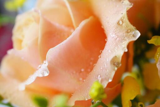 orange rose12 orange rose12の写真