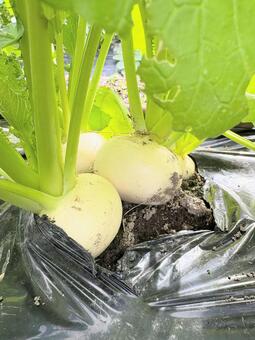 畑で育つかぶ かぶ,家庭菜園,自然の写真素材