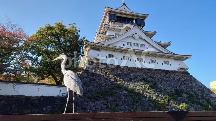 青空に映える天守閣と手すりに立つサギ 歴史,指月城,勝山城の写真素材