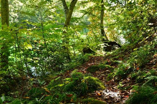 山の中 木,森,苔の写真素材