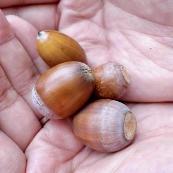 手に乗せたどんぐり 手に乗せたどんぐり ドングリ,手のひら,木の実の写真素材