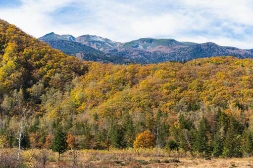 乗鞍高原の秋 乗鞍高原,紅葉,長野の写真素材