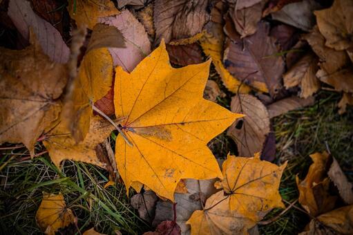 秋の落葉 北海道,北,札幌市の写真素材