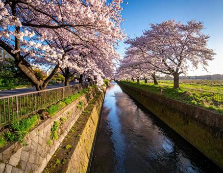 川沿いに咲き誇る満開の桜の写真