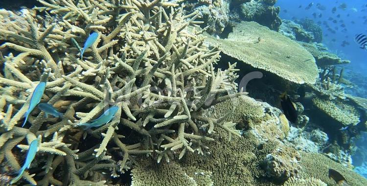 海の中の生き物たち 海の中,シュノーケル,ダイビングの写真素材