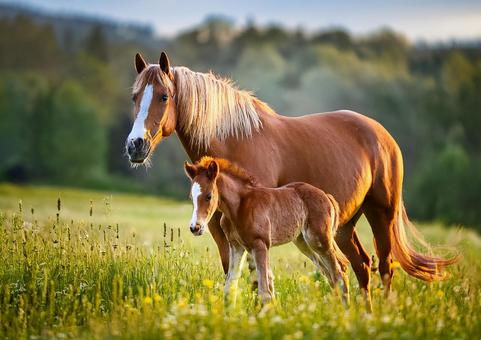 馬の親子#2 馬の親子#2の写真