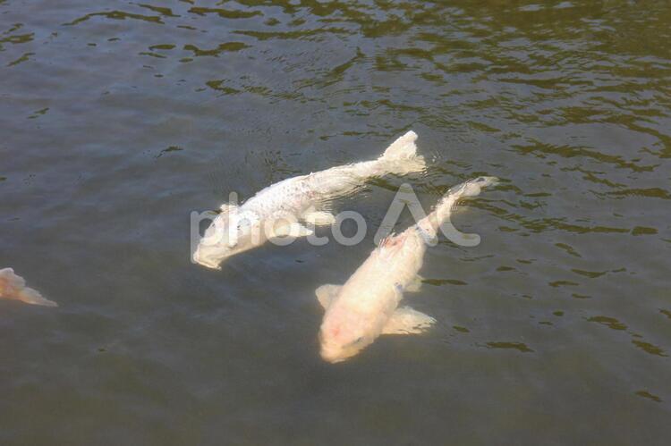 悠々と近づく白い鯉2匹 鯉,白い鯉,池水の写真素材