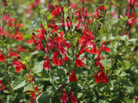 サルビアの花 サルビアの花の写真