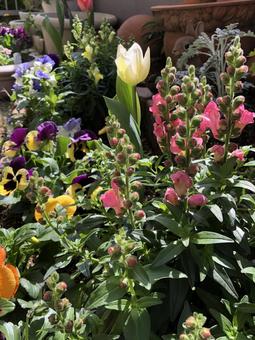 たくさんの花が咲いている春の庭の写真