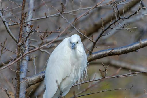 Little Egret Standing in Winter Wood, JPG