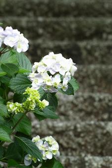 hydrangea, hydrangea, hydrangea, hydrangea, JPG