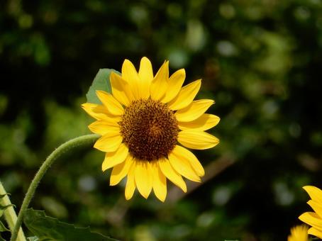【花の写真】ヒマワリ(向日葵) 【花の写真】ヒマワリ(向日葵)の写真