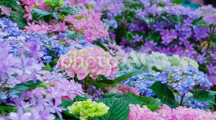 カラフルな美しいアジサイの花 アジサイ,花,フラワーの写真素材