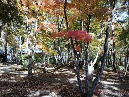 紅葉 紅葉,秋,軽井沢の写真素材