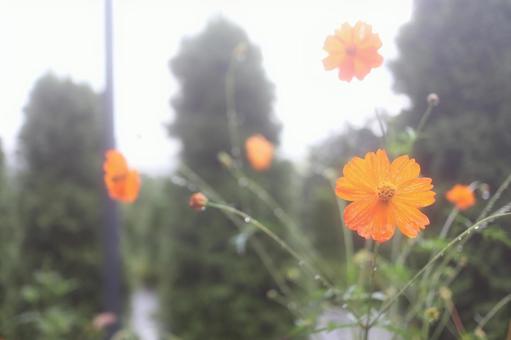 鮮やかなオレンジの花の写真