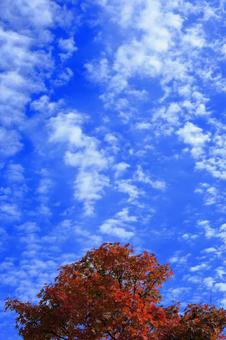 秋空と紅葉-3 秋空と紅葉-3 モミジ,秋,空の写真素材