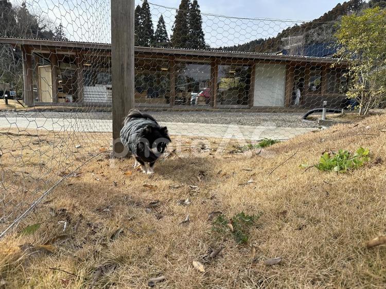 黒チワワ、冬の寒さに負けずお散歩 犬,チワワ,ちわわの写真素材