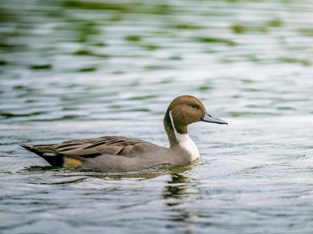 池を泳ぐオナガガモ オナガガモ,カモ,鴨の写真素材