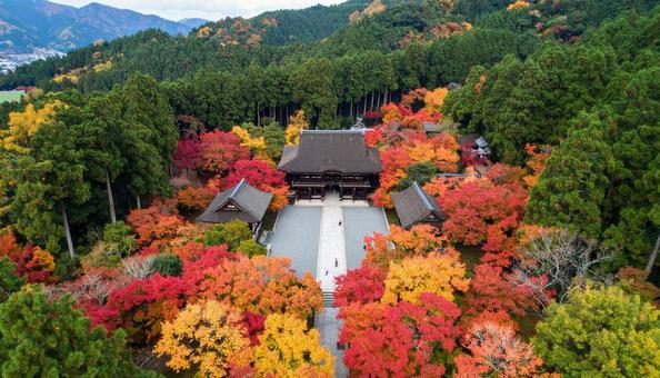 落ち葉舞う神社の参道と真っ赤なモミジ 落ち葉舞う神社の参道と真っ赤なモミジ の写真